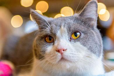 《ELEX II》现已发售 Steam综合评价“褒贬不一”